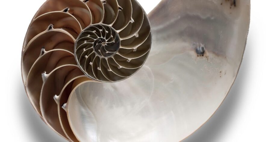 A shell exhibiting the golden ratio.