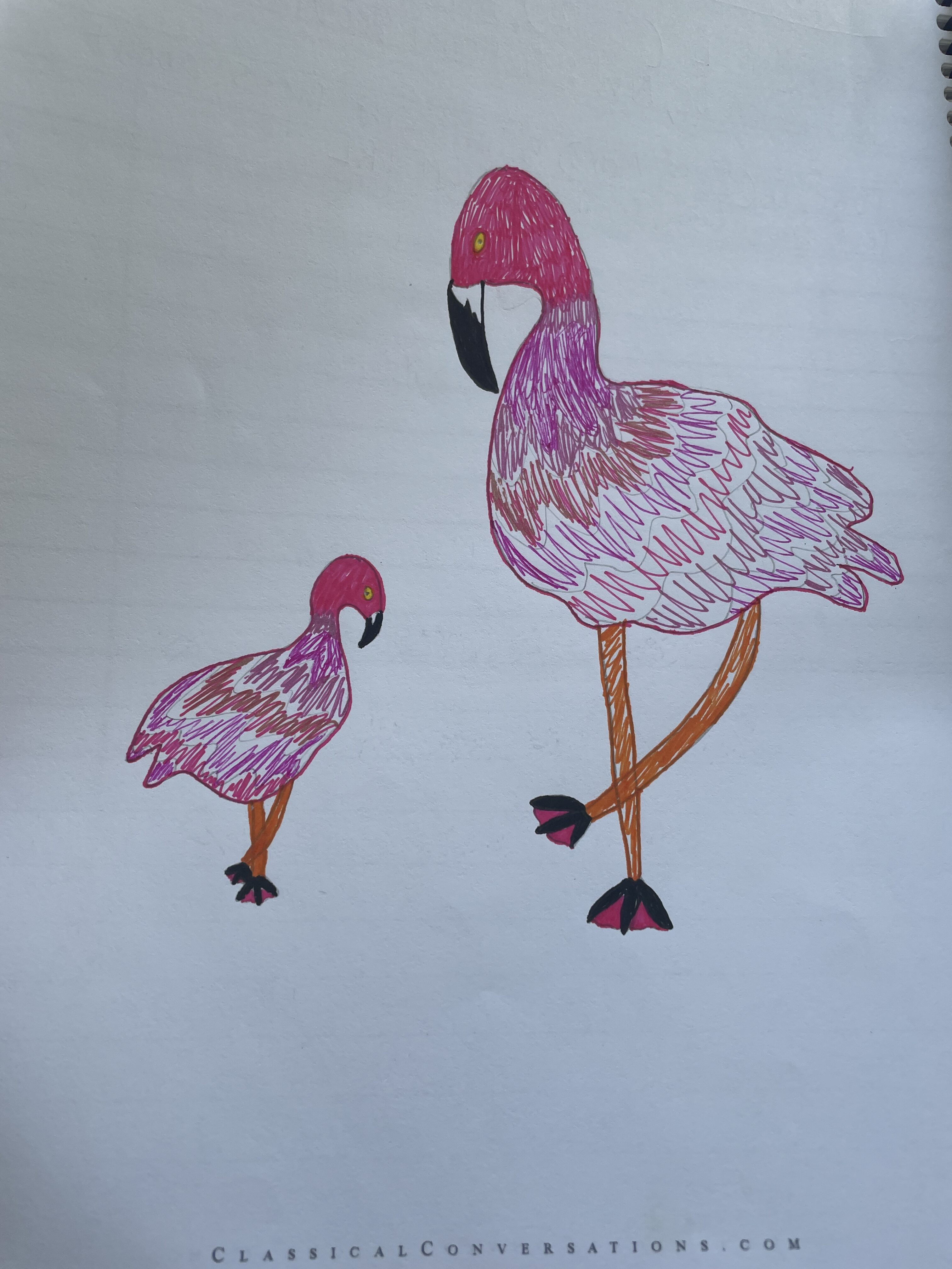 nature drawing for homeschool of flamingos