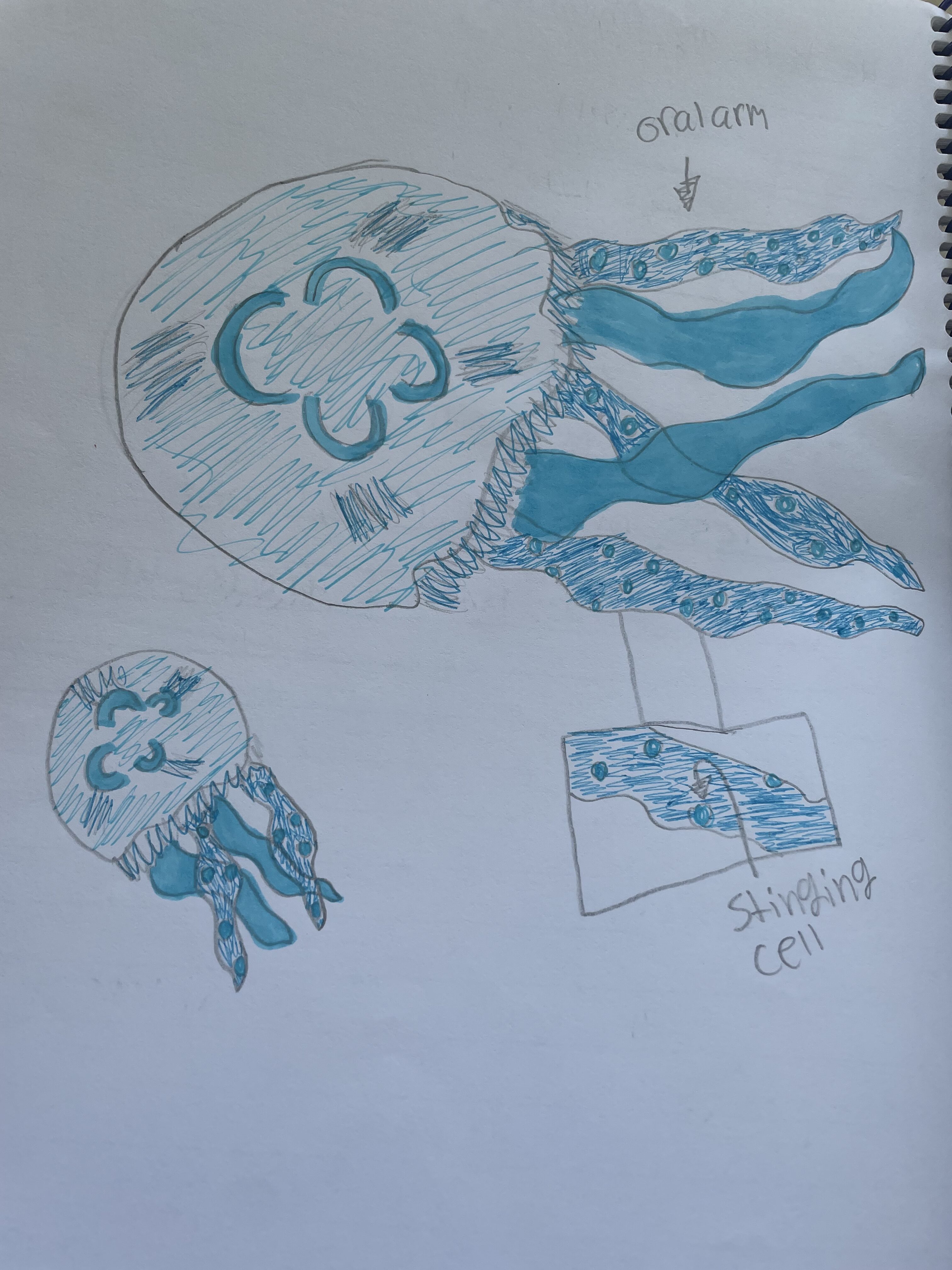 nature drawing for homeschool of jellyfish