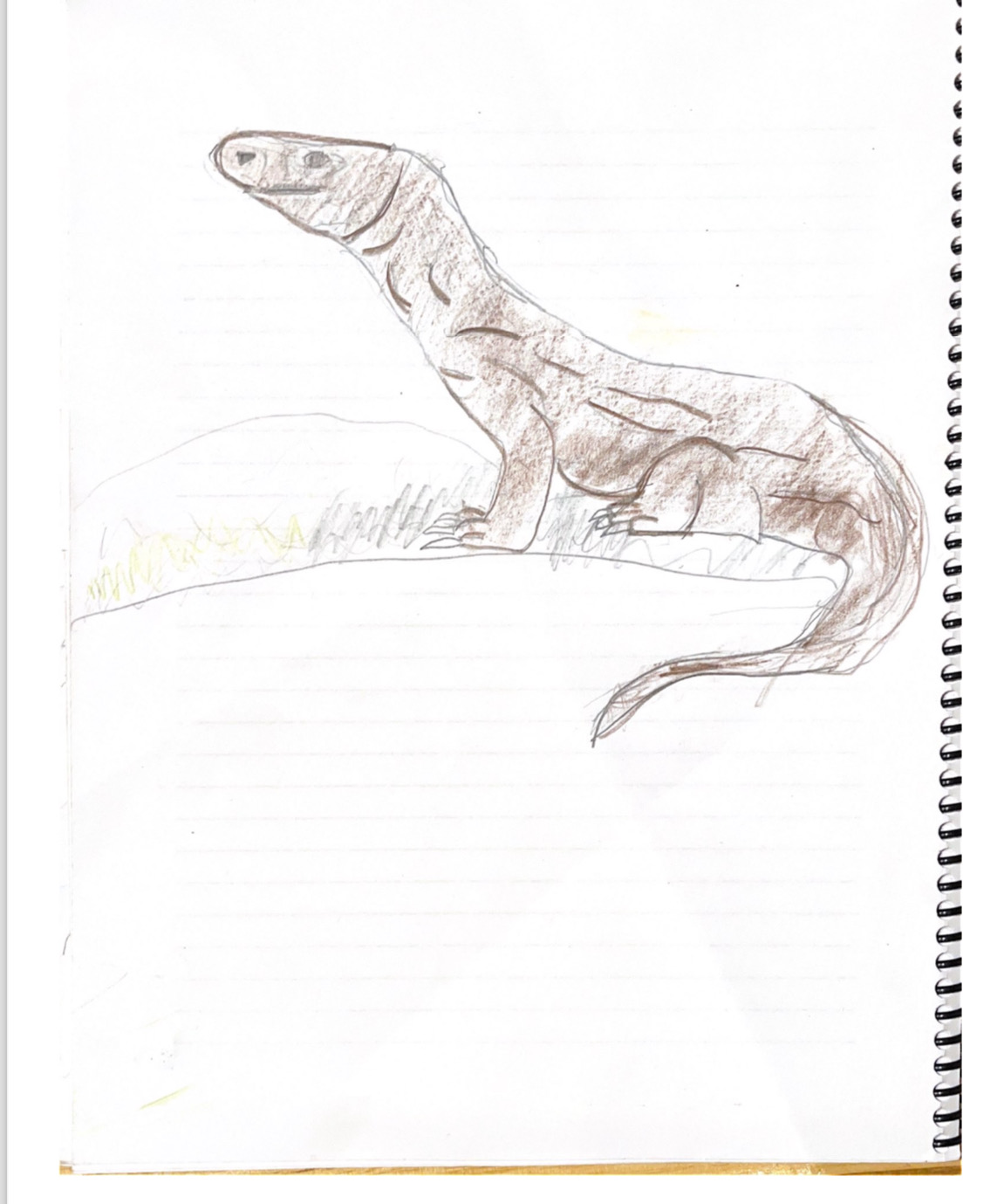 nature drawing for homeschool of a lizard