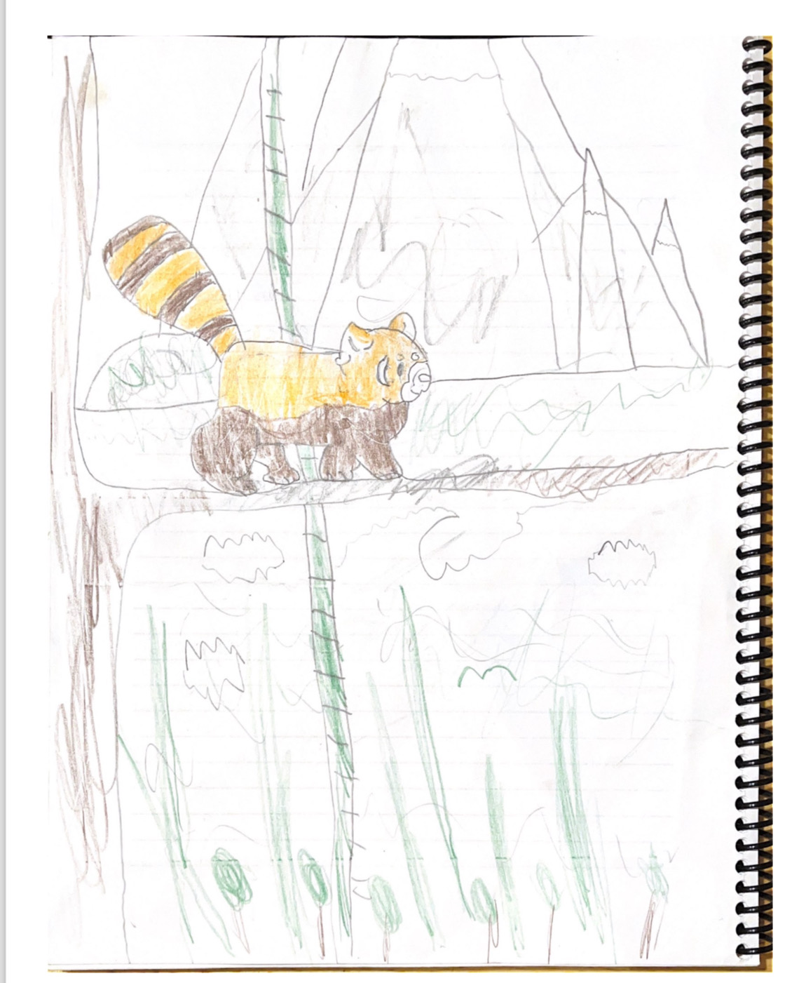 nature drawing for homeschool of a red panda