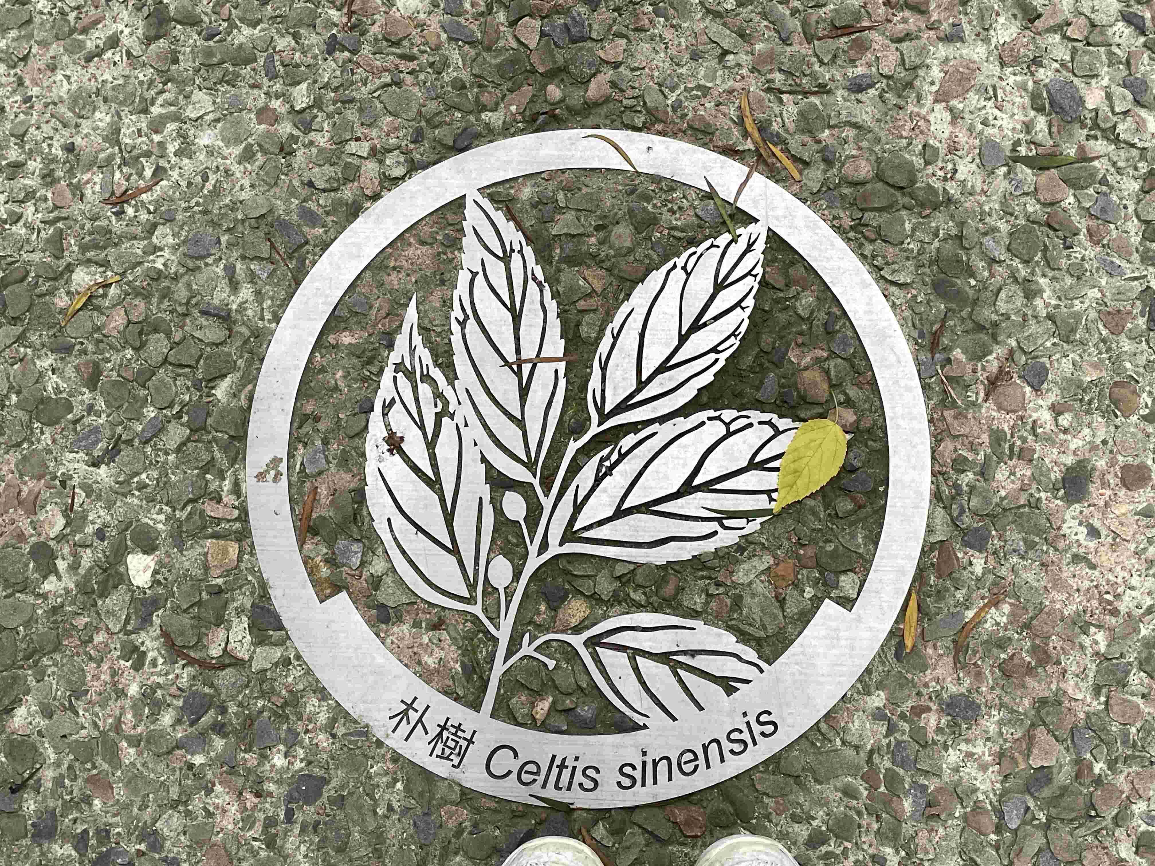 International homeschoolers find Latin in Taiwan