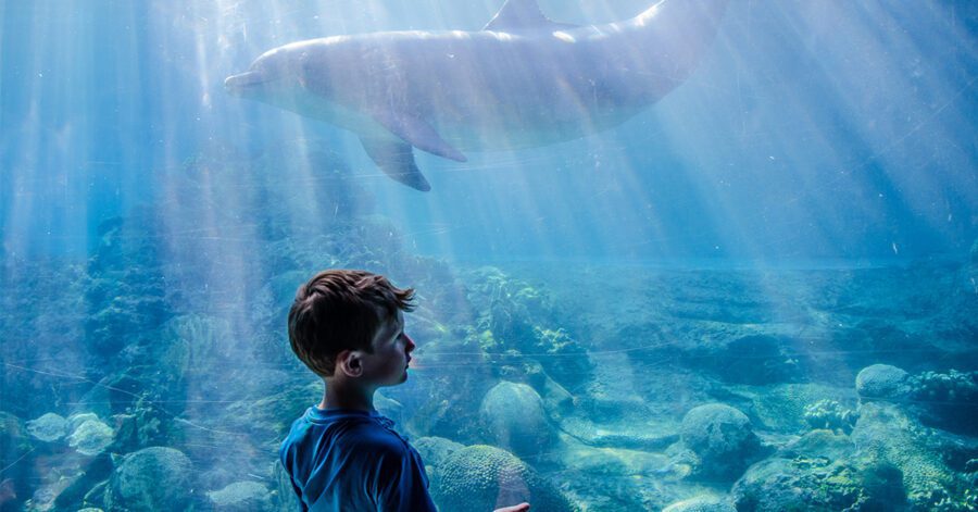 A boy at an aquarium while on an Orlando homeschool field trip