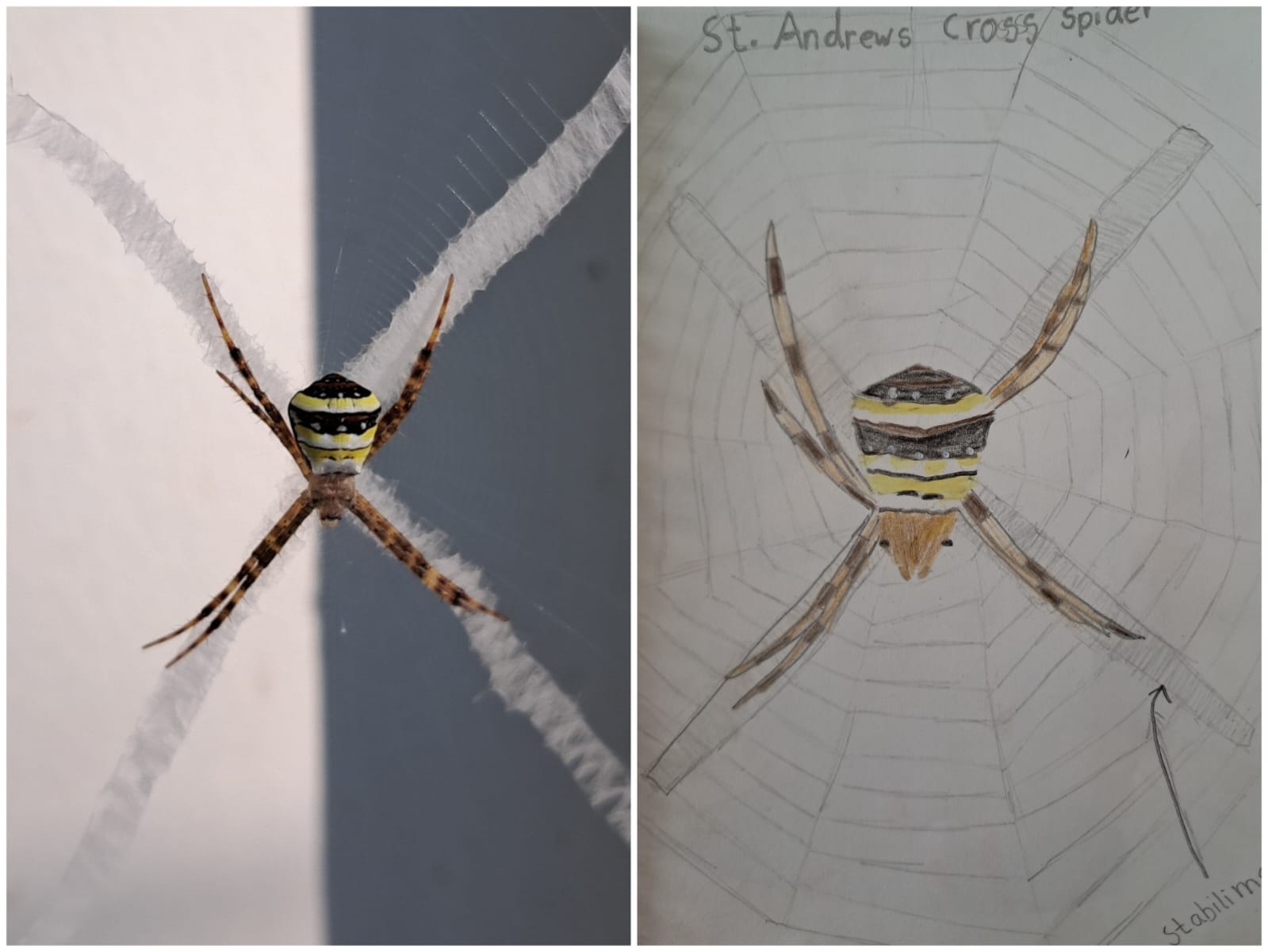 a spider photo graph and a student drawing